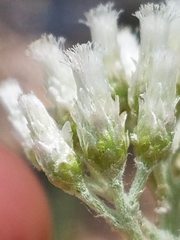 Antennaria argentea