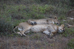 Panthera leo melanochaita