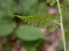 Dryopteris × uliginosa