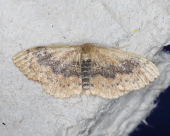 Leptostales ferruminaria