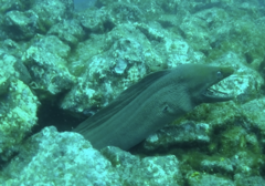 Gymnothorax castaneus