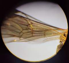 Phygadeuontinae