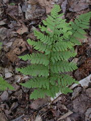 Dryopteris × uliginosa