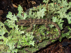 Mokopirirakau