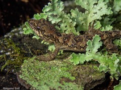 Mokopirirakau