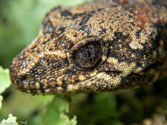 Mokopirirakau