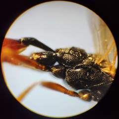 Phygadeuontinae