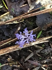 Ramariopsis pulchella