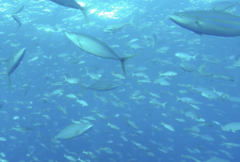 Elagatis bipinnulata