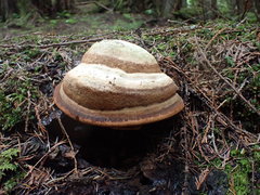 Laricifomes