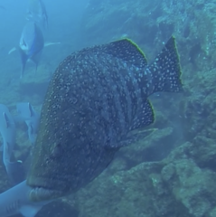 Dermatolepis dermatolepis