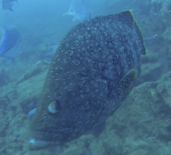 Dermatolepis dermatolepis