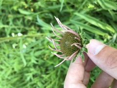 Echinacea pallida