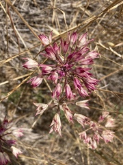 Allium dichlamydeum