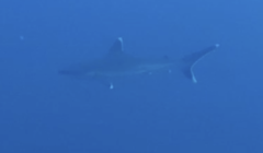 Carcharhinus albimarginatus