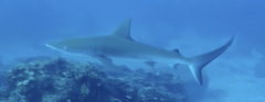 Carcharhinus galapagensis