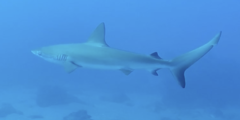 Carcharhinus galapagensis