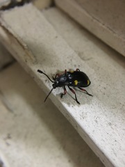 Eumorphus quadriguttatus pulchripes