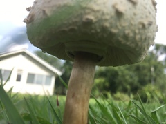 Chlorophyllum molybdites image
