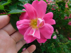 Rosa