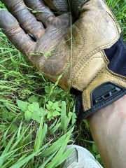Festuca subverticillata