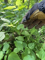 Festuca subverticillata