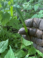 Festuca subverticillata