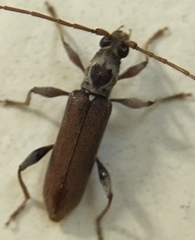 Ceresium zeylanicum