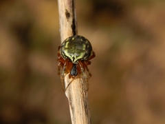 Araneus workmani