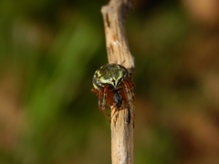 Araneus workmani