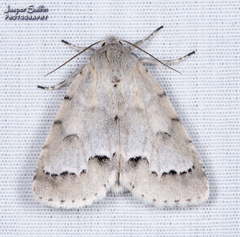 Acronicta innotata