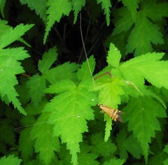 Nemophora staudingerella