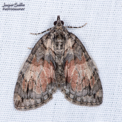 Hydriomena perfracta