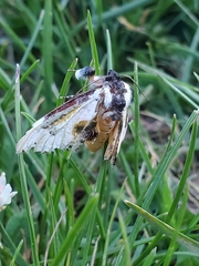 Eudryas unio