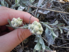 Antennaria neglecta
