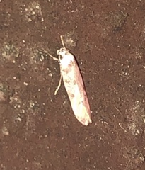 Endrosis sarcitrella