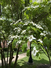 Cornus kousa
