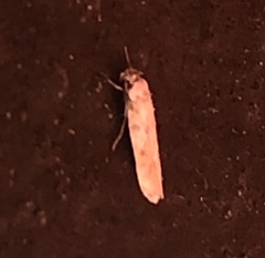 Endrosis sarcitrella