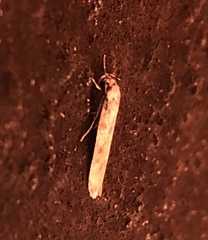 Endrosis sarcitrella