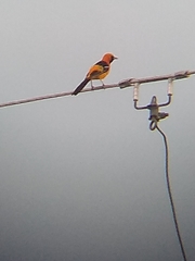 Icterus cucullatus