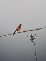 Icterus cucullatus