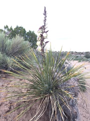 Yucca baileyi