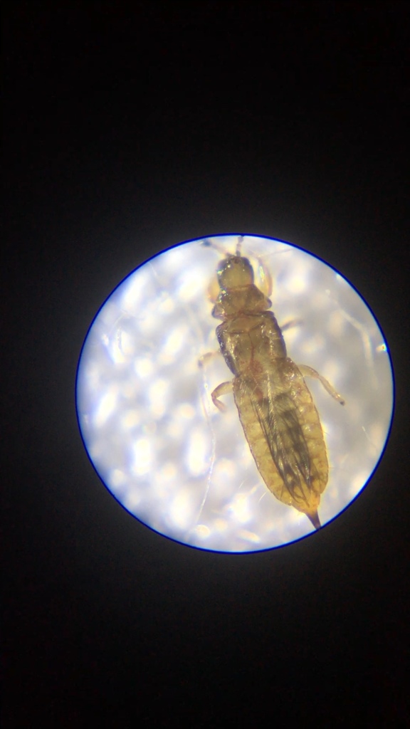 Phlaeothrips mauiensis