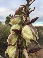 Yucca baileyi