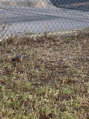Turdus migratorius