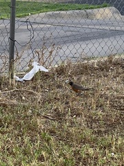 Turdus migratorius