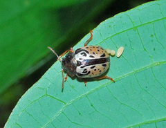 Calligrapha philadelphica