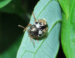 Calligrapha philadelphica