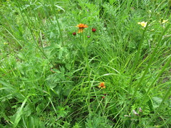 Tephroseris porphyrantha