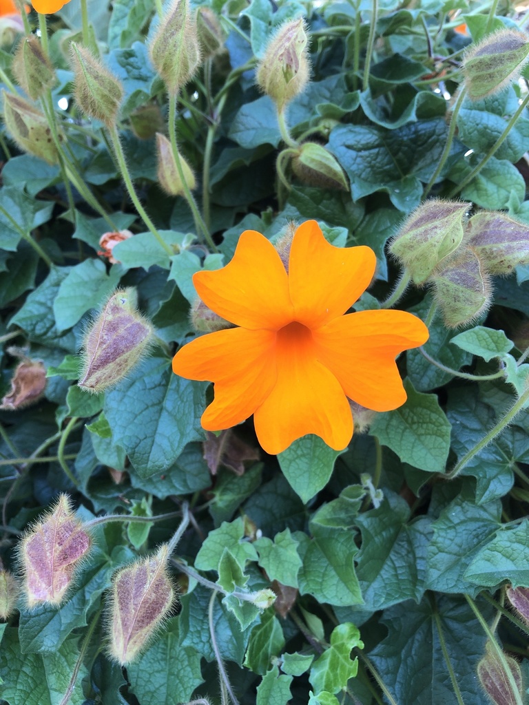 orange clock vine